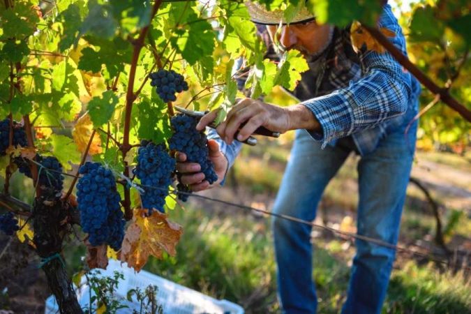 Un vigneron récolte le raisin noir à la main avant l'étape du pressoir pneumatique.